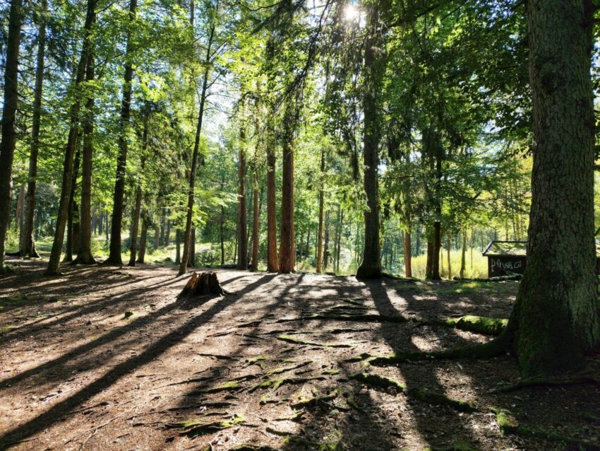 Armonia Interiore: Svela i Segreti del Giardinaggio Terapeutico per Nutrire la Tua Anima
