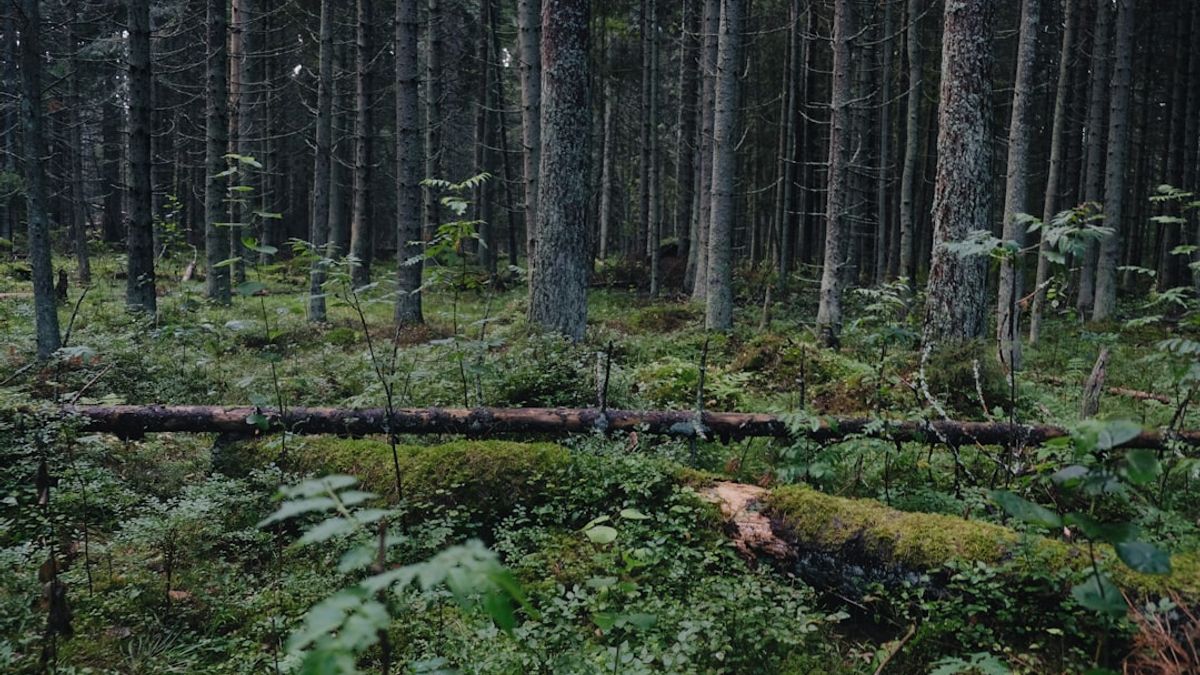Il Forest Bathing è più di una passeggiata tra gli alberi; è un'immersione sensoriale che ci aiuta a ritrovare il nostro equilibrio interiore.