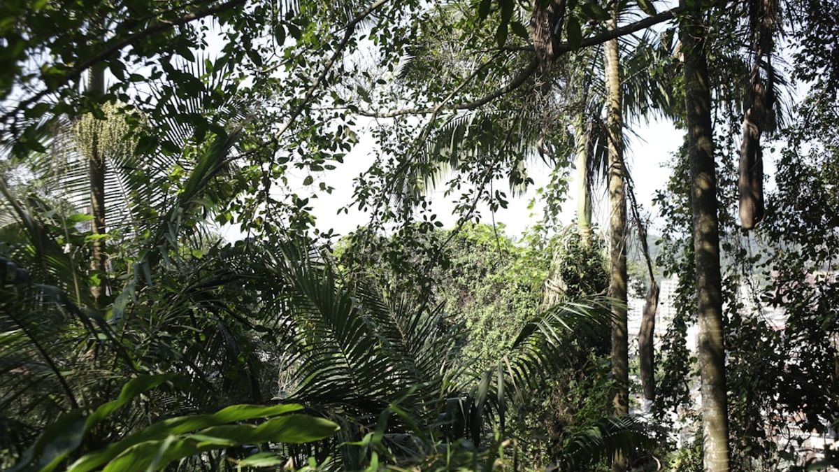 Per ottenere il massimo dal Forest Bathing, ci sono alcuni consigli che possono amplificare la tua esperienza.