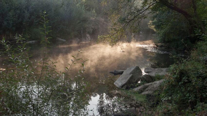 Persona immersa nella tranquillità di un bosco, praticando Forest Bathing.