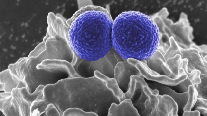 Rappresentazione astratta del microbiota intestinale, un ecosistema complesso di batteri che influenza il benessere mentale ed emotivo.