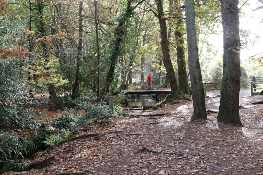 Risveglia la Tua Energia Interiore: Scopri i Segreti del Forest Bathing per un Benessere Profondo