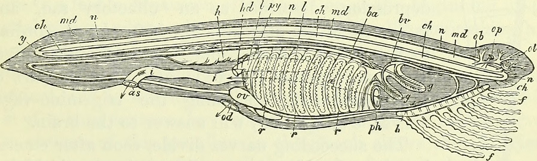 Diagramma anatomico del decorso del nervo vago dal tronco encefalico fino agli organi addominali