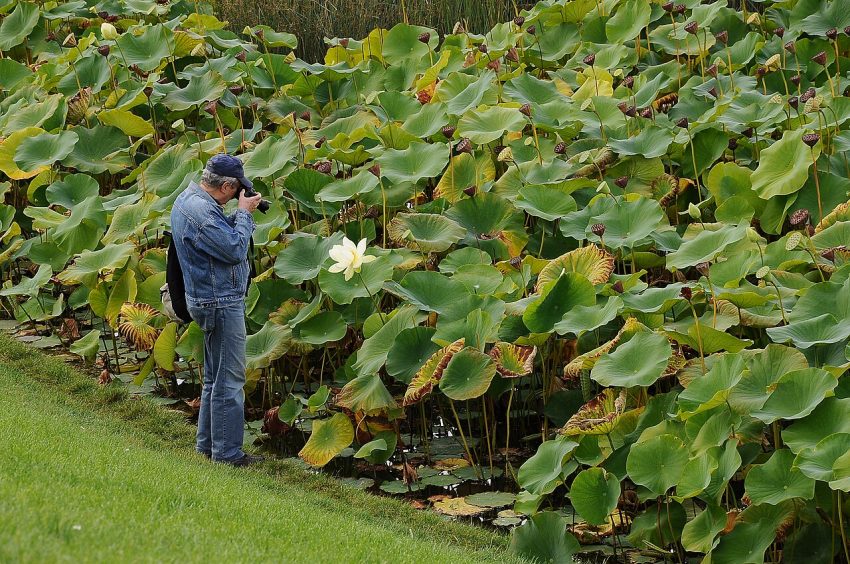 lotus flower water (foto: Moonik / CC BY-SA 3.0, Wikimedia Commons)