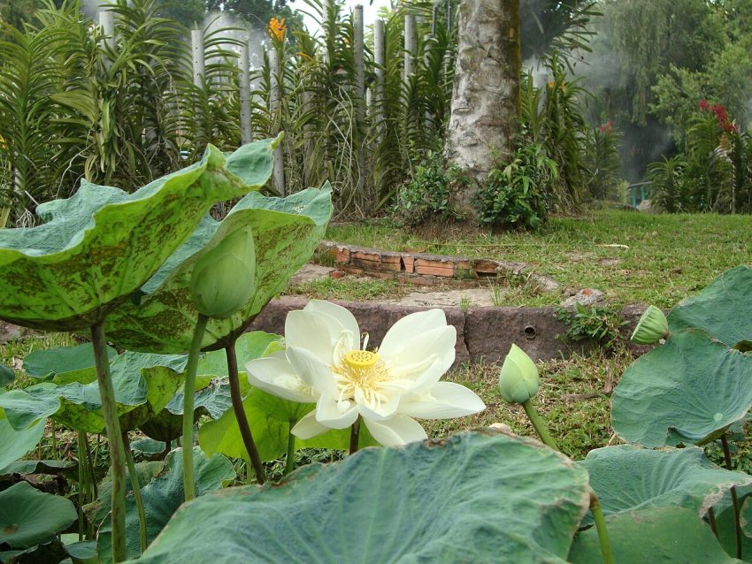 lotus flower water (foto: Prenn / CC BY-SA 3.0, Wikimedia Commons)