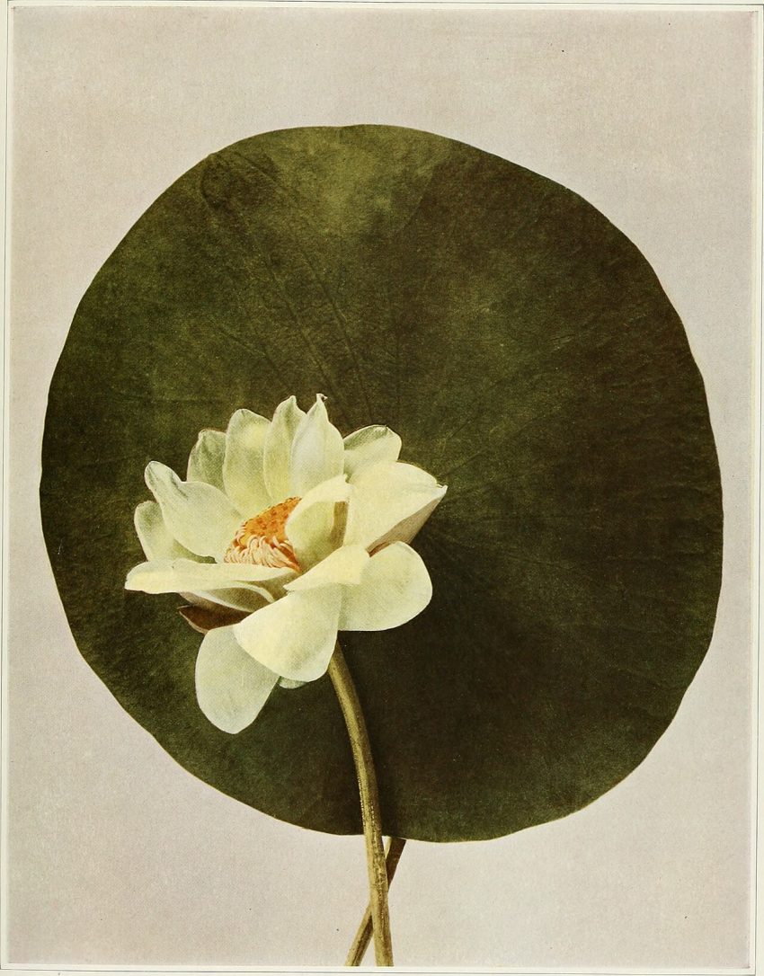 lotus flower water (foto: Internet Archive Book Images / No restrictions, Wikimedia Commons)