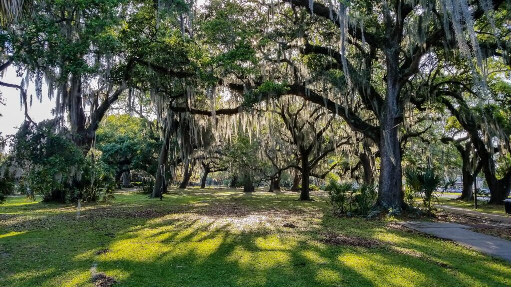 Vialetto alberato di un parco cittadino con panchine nelle prime ore del giorno