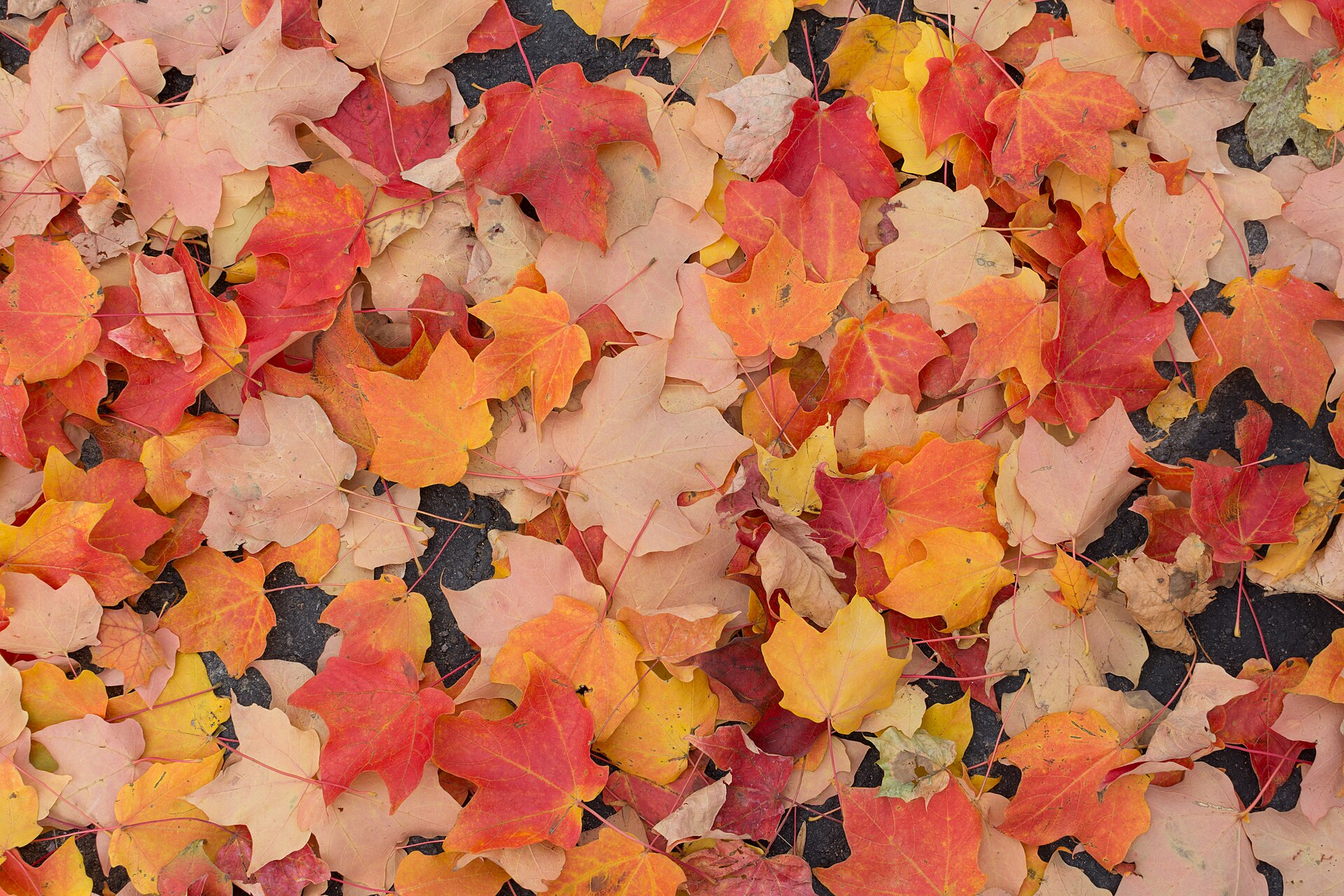 autumn leaves ground