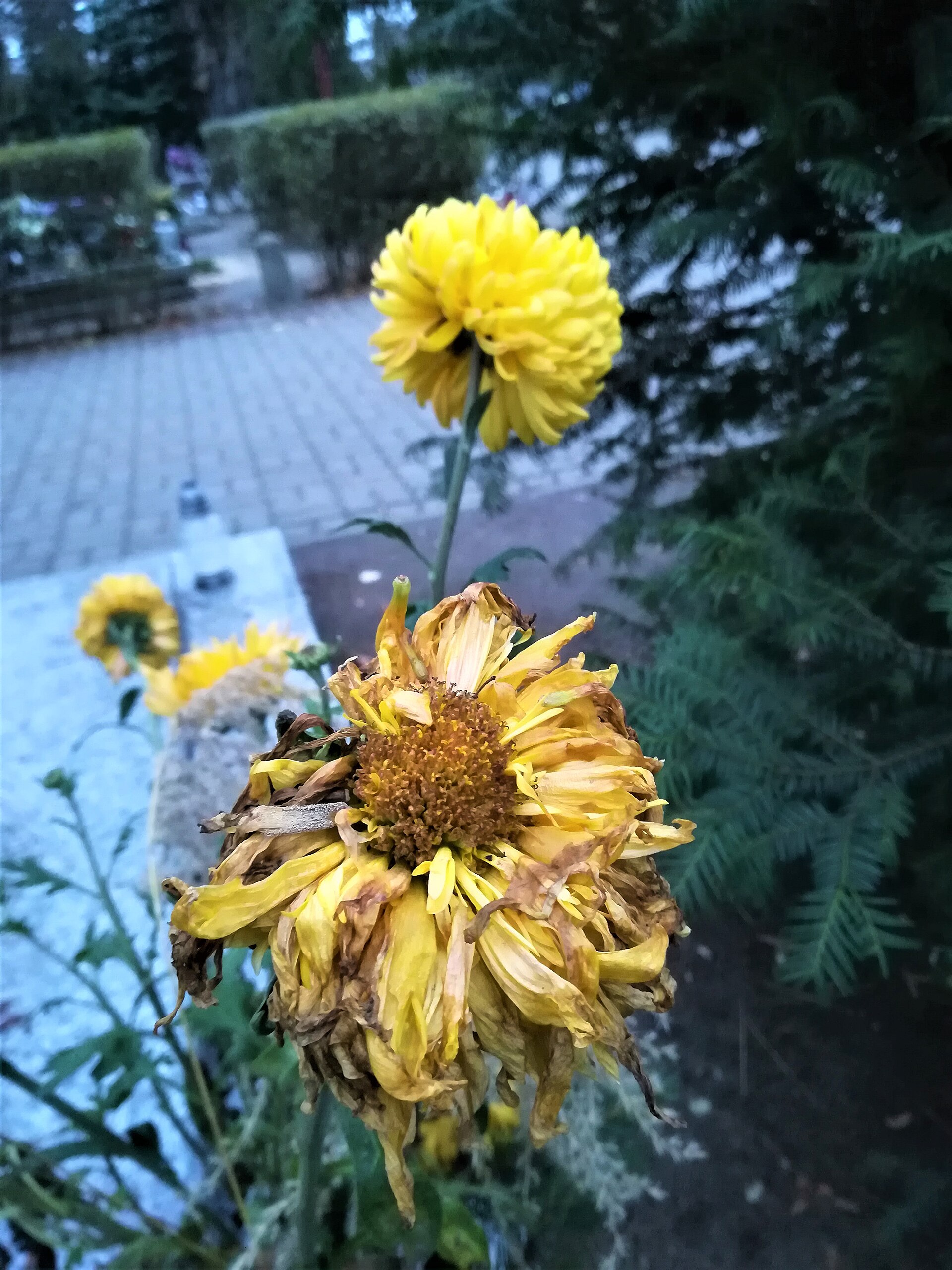 chrysanthemum flowers cemetery