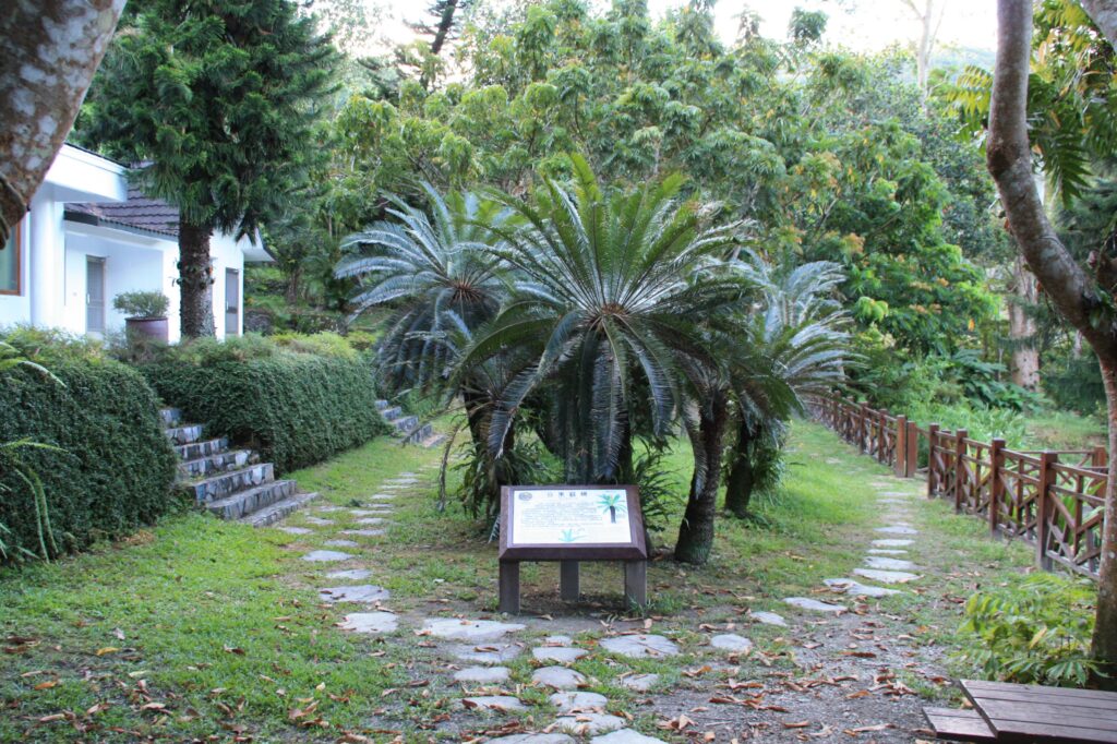 Sentiero di terra battuta fra gli alberi con foglie secche ai lati del percorso