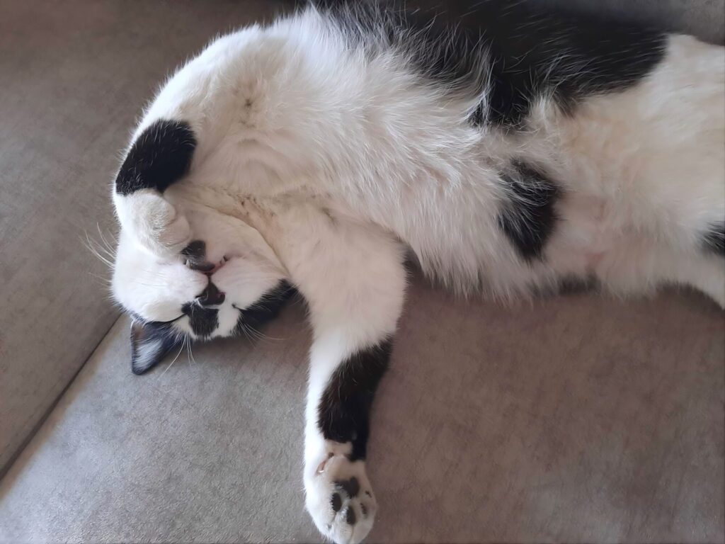 Gatto addormentato su un divano chiaro accanto a un cuscino, in una stanza di casa